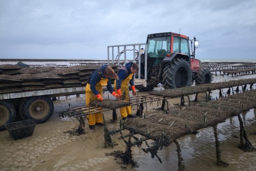 Fanny et Charles oyster farming in normandy credit fanny et charles