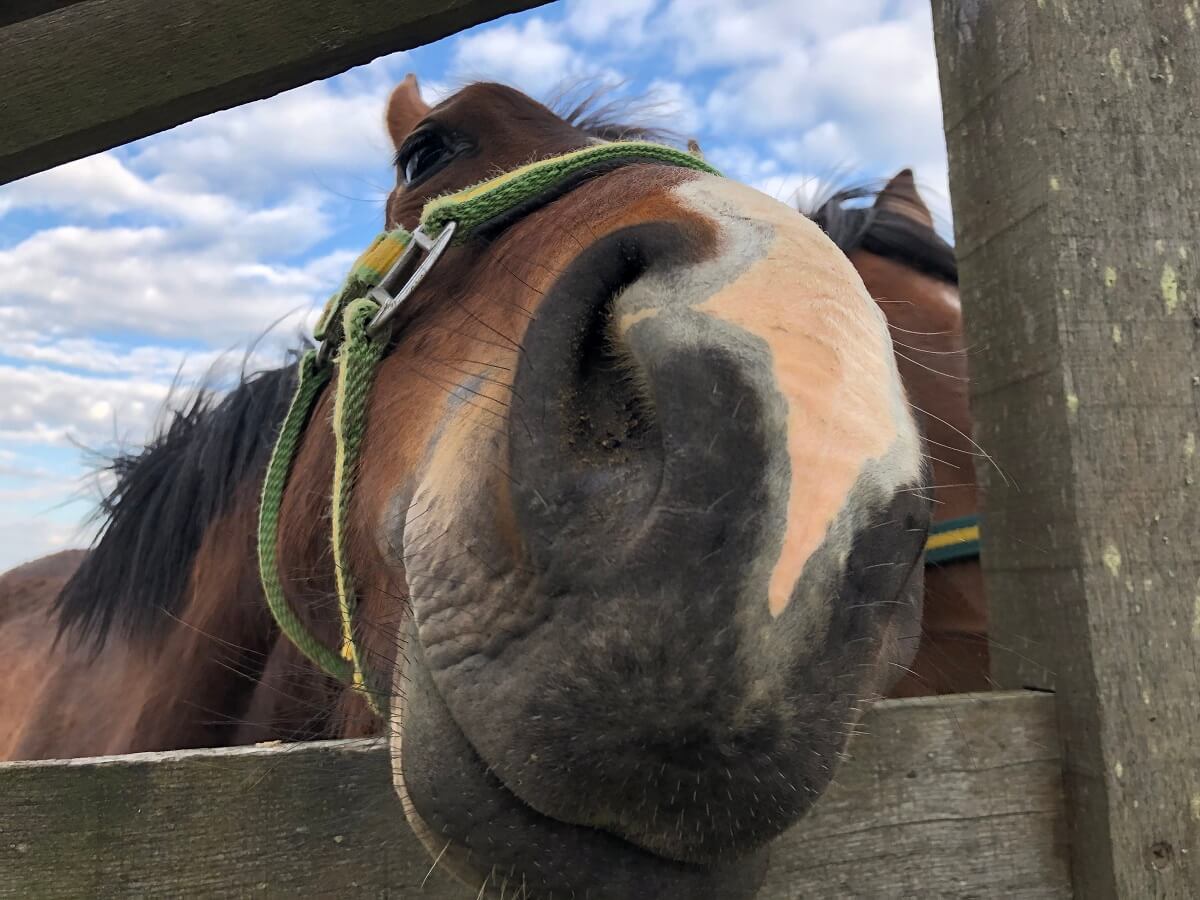 horse in close-up