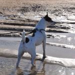voyager avec mon chien calvados normandie dog friendly balade sur la page côte de nacre