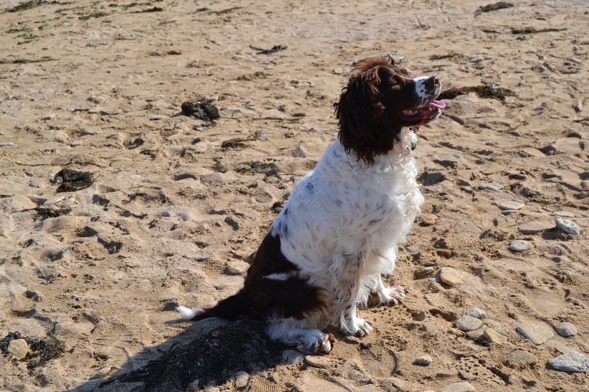 lexa chien plage saint aubin sur mer voyager avec mon chien calvados normandie dog friendly