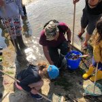 balade découverte littorale pêche a pied de loisirs Saint-Aubin-sur-mer