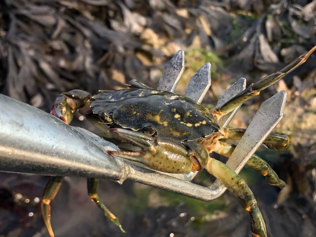 crabe vert peche a pied platier rocheux credit mathilde lelandais